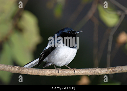 Die Oriental Magpie Robin Copsychus Saularis ist eine kleine passerine Vogel, der früher als Mitglied der Soor eingestuft wurde. Stockfoto