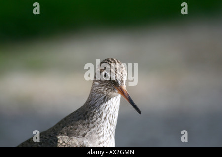 Gemeinsamen Rotschenkel Kopf Closeup - Tringa totanus Stockfoto