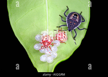Stink Bugs, Halyomorpha Halys, braune Marmorated Gestank Fehler Nymphen und Erwachsene auf Holzapfel. Hier die Erwachsene Wanze (blau) Stockfoto