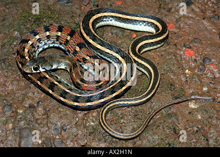 GESTREIFTE KEELBACK Amphiesma Stolatum nicht-giftige, gemeinsamen. Eng verwandt mit Wasserschlangen. Andheri, Maharashtra, Indien Stockfoto