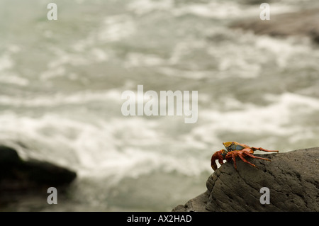 Sally Lightfoot Krabben, Grapsus Grapsus, Gardner Bay, Espanola, Galapagos, Ecuador Stockfoto