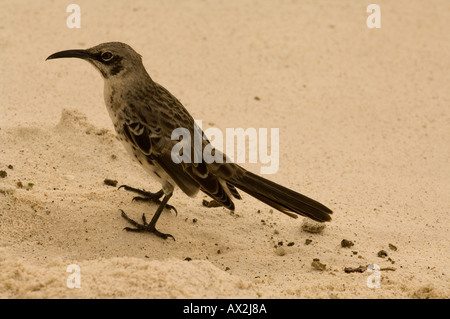 Mockingbird (zählt SP.) stehen in einem Sand, San Cristobal, Galapagos, Ecuador Stockfoto