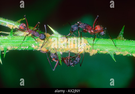 Ameisen, Camponotus Cruentatus. Melken Blattläuse Stockfoto