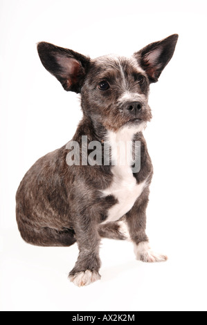 Sitzen mischt Rasse Hund, close-up Stockfoto