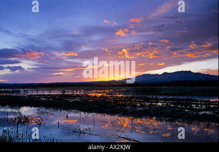 Sonnenuntergang über Feuchtgebiet mit Kraniche Bosque del Apache National Wildlife Refuge Socorro New-Mexico-USA Stockfoto