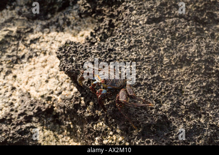 Juvenile Sally lightfoot Krabben (Grapsus Grapsus) ruht auf dem Lavagestein Galapagos-Inseln, Ecuador Stockfoto