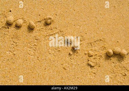 Sand Kugeln links von Ghost Krabben (Ocypode Gaudichaudii) Galapagos Strand, Ecuador Stockfoto