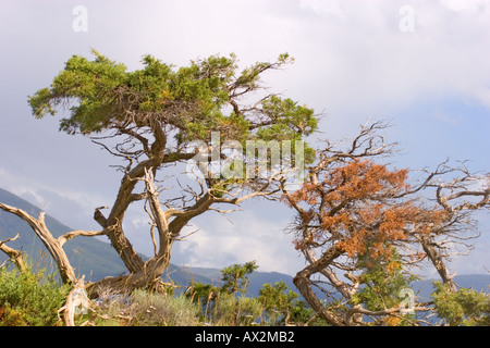 Verwitterte Pinien auf einem windigen Hügel Stockfoto