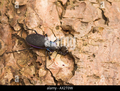 Violette Boden Käfer Carabus Violaceus Fütterung auf Lederjacke Stockfoto