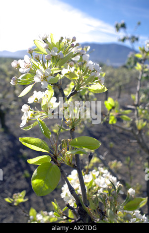 Kultivierte Europäische Birne (Pyrus Communis) in Blüte, Andalusien, Spanien Stockfoto