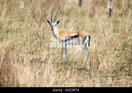 Thomson es Gazelle, Gazella Thomsoni, in der Lobo-Tal, Serengeti Nationalpark, Tansania, Ostafrika. Stockfoto