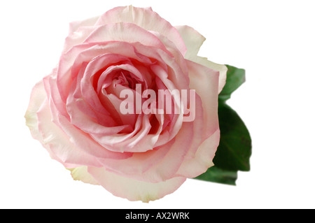 Rosa Rose (Rosa), erhöhten Blick Stockfoto
