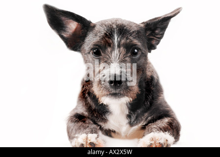 Porträt des Sitzens Mischling Hund, close-up Stockfoto