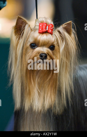 Yorkshire Terrier mit Bogen Stockfoto