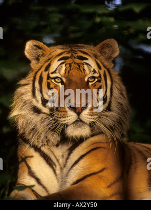 Männlicher sibirischer Tiger (Panthera tigris altaica) Amur Region des russischen Fernen Osten Captive Port Lympne Wild Animal Park, Kent, Großbritannien Stockfoto