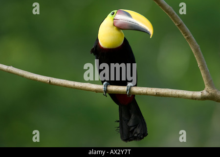 Gelb-throated Toucan Ramphastos ambiguus Stockfoto