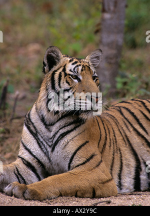 Indochinesischer Tiger (Panthera tigris corbetti). Phnom Tamao Zoo, Kambodscha Stockfoto