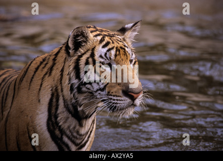 Indochinesischer Tiger (Panthera tigris corbetti). Phnom Tamao Zoo, Kambodscha Stockfoto