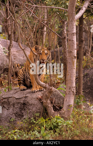 Indochinesischer Tiger (Panthera tigris corbetti). Phnom Tamao Zoo, Kambodscha Stockfoto