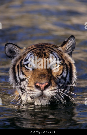 Indochinesischer Tiger (Panthera tigris corbetti). Phnom Tamao Zoo, Kambodscha Stockfoto