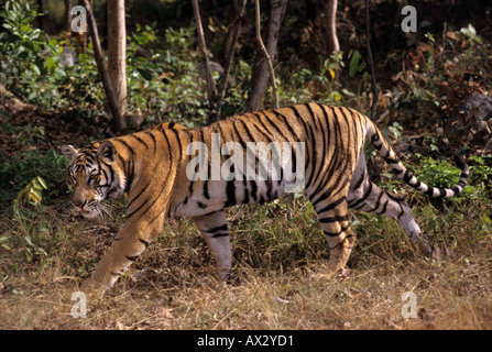 Indochinesischer Tiger (Panthera tigris corbetti). Phnom Tamao Zoo, Kambodscha Stockfoto