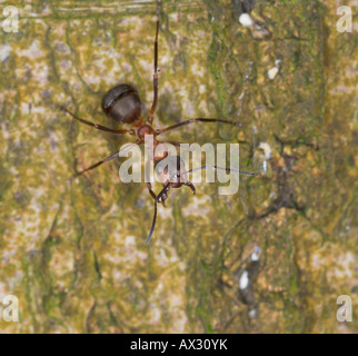 Waldameise Formica Rufa Verteidigung Haltung Stockfoto