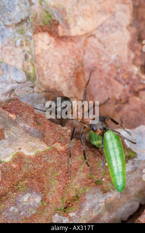 Holz-Ameise Formica Rufa mit Raupe Stockfoto