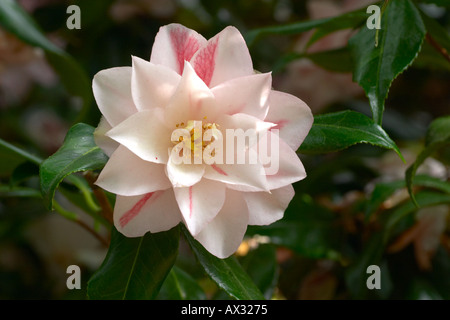 Camellia Japonica Lady Vansittart Stockfoto