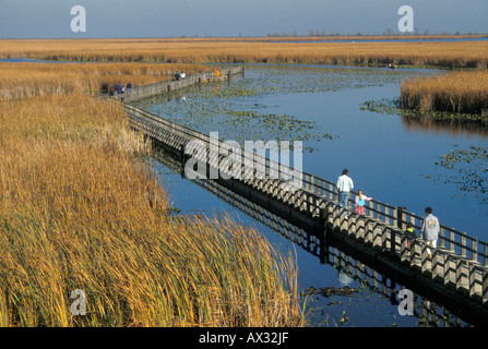 Pt Pelee Nationalpark Point Pelee Ontario Kanada Besucher Fuß auf einem Holzsteg durch einen großen Sumpf Stockfoto