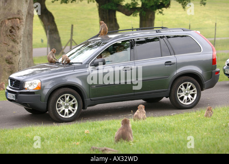 RHESUSAFFEN ERKUNDEN DIE AUTOS IM MONKEY GEHÄUSE AM LONGLEAT SAFARI PARK IN DER NÄHE VON WARMINSTER WILTSHIRE Stockfoto