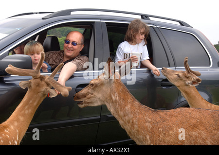 EINE FAMILIE, DIE FÜTTERUNG DER DAMHIRSCH IM LONGLEAT SAFARI PARK IN DER NÄHE VON WARMINSTER WILTSHIRE Stockfoto