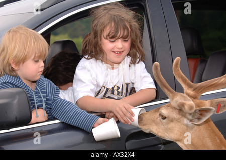 ZWEI KINDER FÜTTERN DAMHIRSCH AUS EINEM AUTOFENSTER IM LONGLEAT SAFARI PARK IN DER NÄHE VON WARMINSTER WILTSHIRE Stockfoto