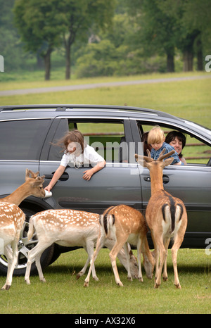 EINE FAMILIE, DIE FÜTTERUNG DER DAMHIRSCH IM LONGLEAT SAFARI PARK IN DER NÄHE VON WARMINSTER WILTSHIRE Stockfoto