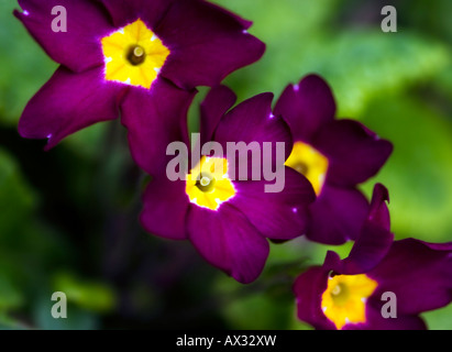 Violette Primeln hautnah im Frühjahr. Stockfoto