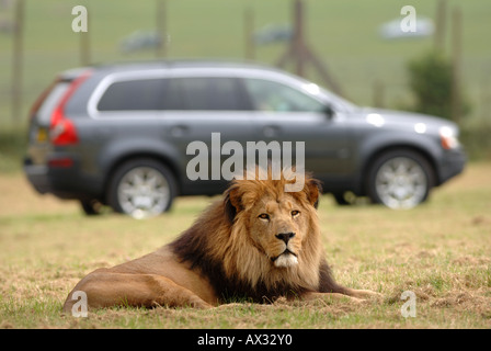 EINE FAMILIE ZU SEHEN-KABIR DER BARBARY LÖWE VON IHREM AUTO AM LONGLEAT SAFARI PARK IN DER NÄHE VON WARMINSTER WILTSHIRE Stockfoto