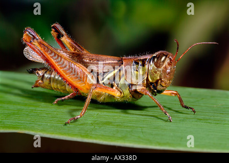 ECU der Heuschrecke Heuschrecke, Melanoplus femurrubrum Red-Legged Stockfoto