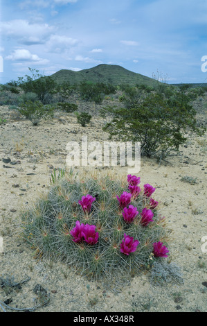 Erdbeere Igel Kakteen Echinocereus Enneacanthus blühenden Big Bend Nationalpark Texas USA April 2003 Stockfoto