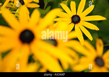 Schuss der Serie der fünfblättrigen, gelben Blüten mit weißen schwarzen Staubgefäßen hautnah. Stockfoto