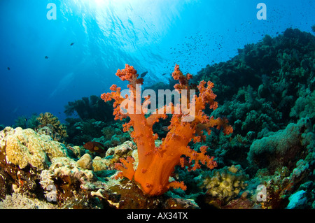 Orange Brokkoli Koralle Stockfoto