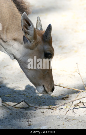 Gemeinsame Eland Baby - Tragelaphus Oryx Stockfoto