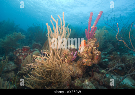 Unterwasser Weitwinkel von hart- und Weichkorallen in den Gewässern um Curacao, Niederländische Antillen in der Karibik. Stockfoto