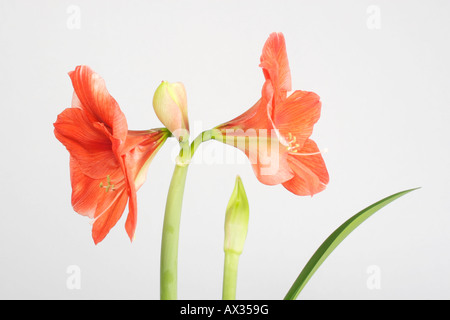 Amaryllis Pflanze Stockfoto