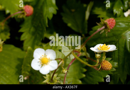 Blumen und Erdbeeren Stockfoto