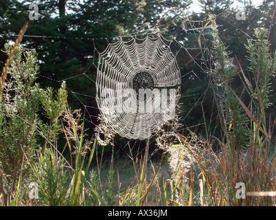 Toile d Areigne Spinnennetz Spider s Netz von Cross Orbweaver europäischen Garten Spider Kreuz Spinne Araneus Diadematus Ltweibersomme Stockfoto