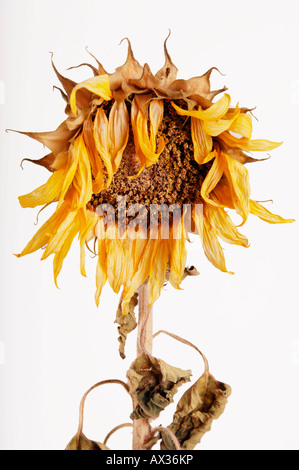 Welke Sonnenblume (Helianthus Annuus) Stockfoto