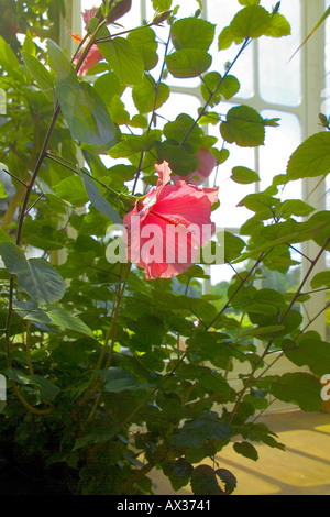 Innere des Palmenhauses die Royal Botanical Gardens in Kew Kew Gardens London England Stockfoto