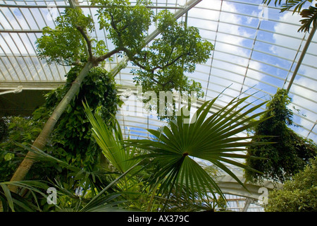 Innere des Palmenhauses die Royal Botanical Gardens in Kew Kew Gardens London England Stockfoto