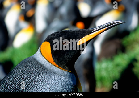 Manchot königlichen Koenigspinguin König Pinguin Aptenodytes Patagonicus Porträt Tiere Antarktis Antarktis Aves Wasservögel Flug Stockfoto