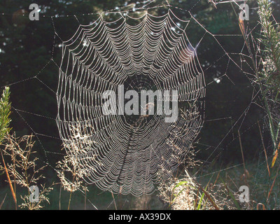 Toile d Areigne Spinnennetz Spider s Netz von Cross Orbweaver europäischen Garten Spider Kreuz Spinne Araneus Diadematus Ltweibersomme Stockfoto