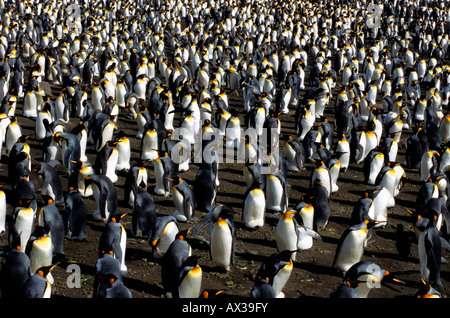 Manchot königlichen Koenigspinguin König Pinguin Aptenodytes Patagonicus Kolonie Tiere Antarktis Antarktis aquatische Aves Vögel flightle Stockfoto